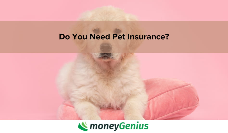 Do you need pet insurance?